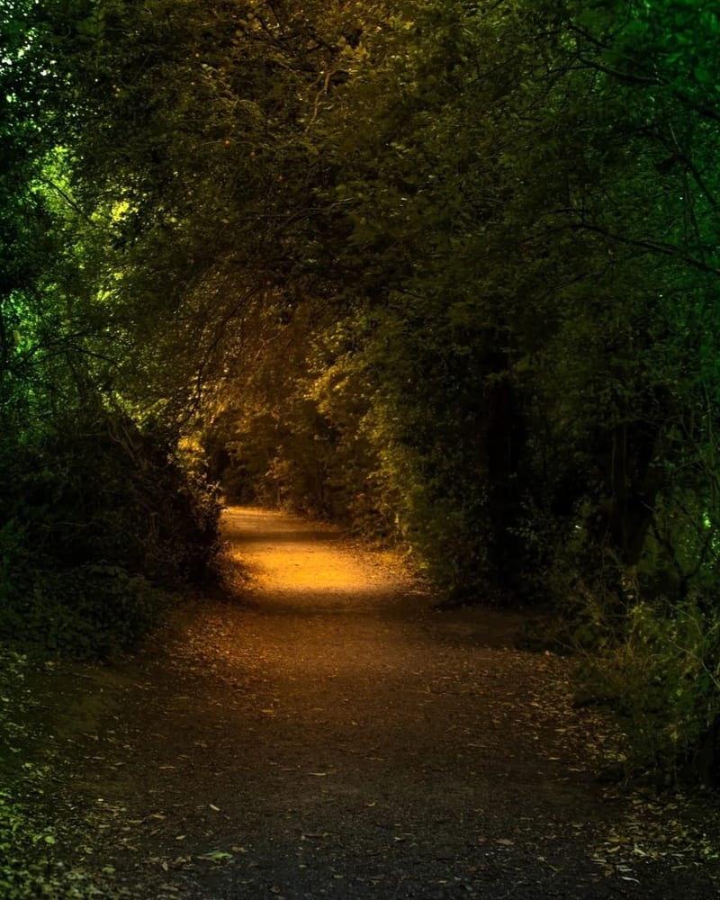 Sunlit forest path evoking a journey forward